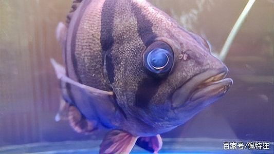 魚眼睛往外凸而且發白，區分魚眼不同病因導致的發白現象，水質問題