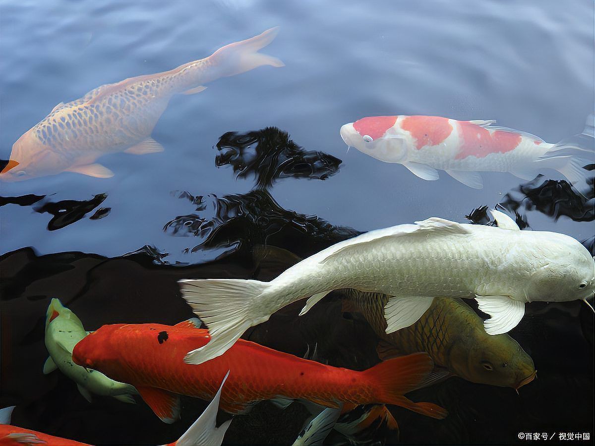 錦鯉老是趴缸底是什么情況，錦鯉趴缸應急處理