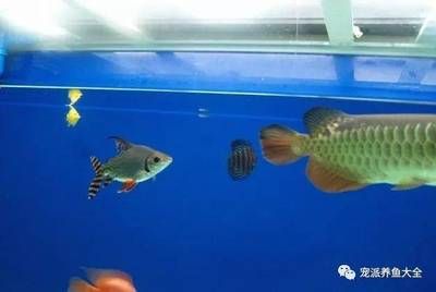 龍魚混養深水龜：龍魚與深水龜混養的益處與挑戰
