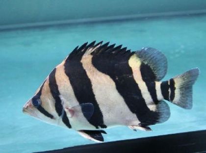 承德賣觀賞魚的地方有哪些（承德都有什么魚）