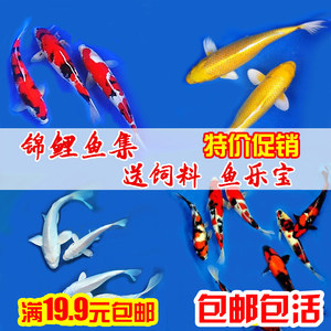 銀龍魚多久能長到一米以上(銀龍魚多久能長成成年魚)