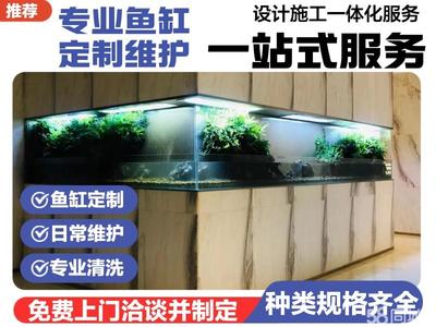龍魚的飼養方法和注意事項