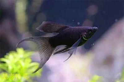 媽媽們在魚缸里生寶寶而且難產(chǎn)了：如何判斷孔雀魚是否難產(chǎn) 媽媽們在魚缸里生寶寶而且難產(chǎn)了：如何判斷孔雀魚是否難產(chǎn) 魚缸百科 第1張