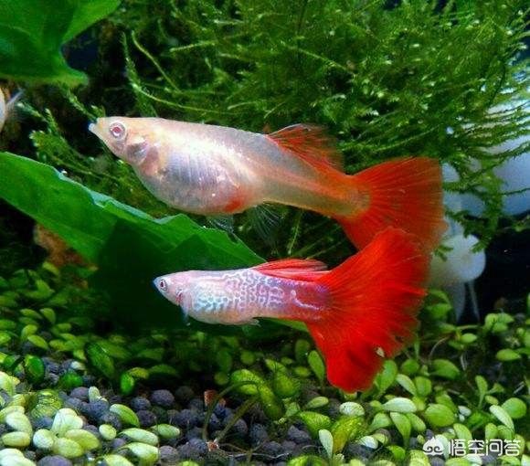 媽媽們在魚缸里生寶寶而且難產(chǎn)了：如何判斷孔雀魚是否難產(chǎn) 媽媽們在魚缸里生寶寶而且難產(chǎn)了：如何判斷孔雀魚是否難產(chǎn) 魚缸百科 第2張