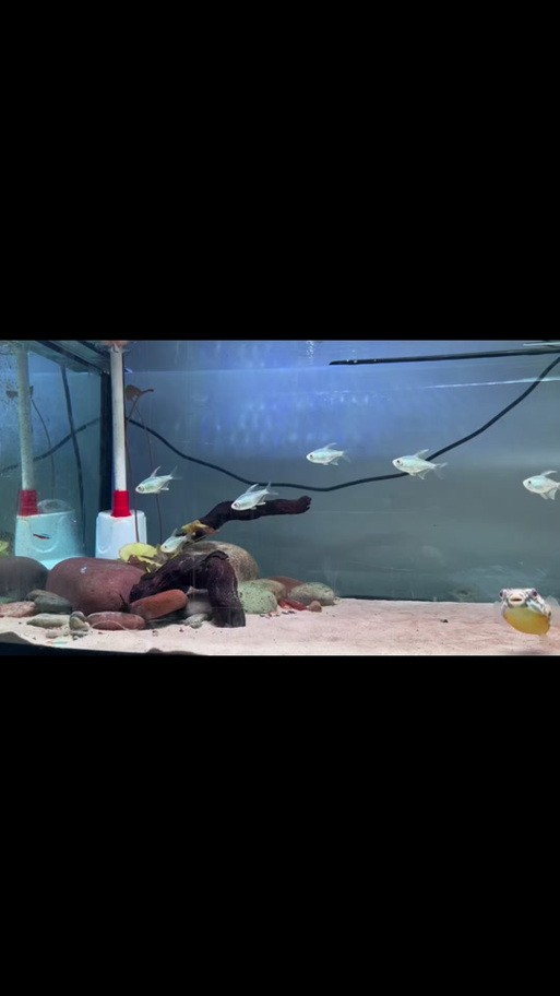 狗頭魚能跟龍魚混養(yǎng)嗎圖片大全