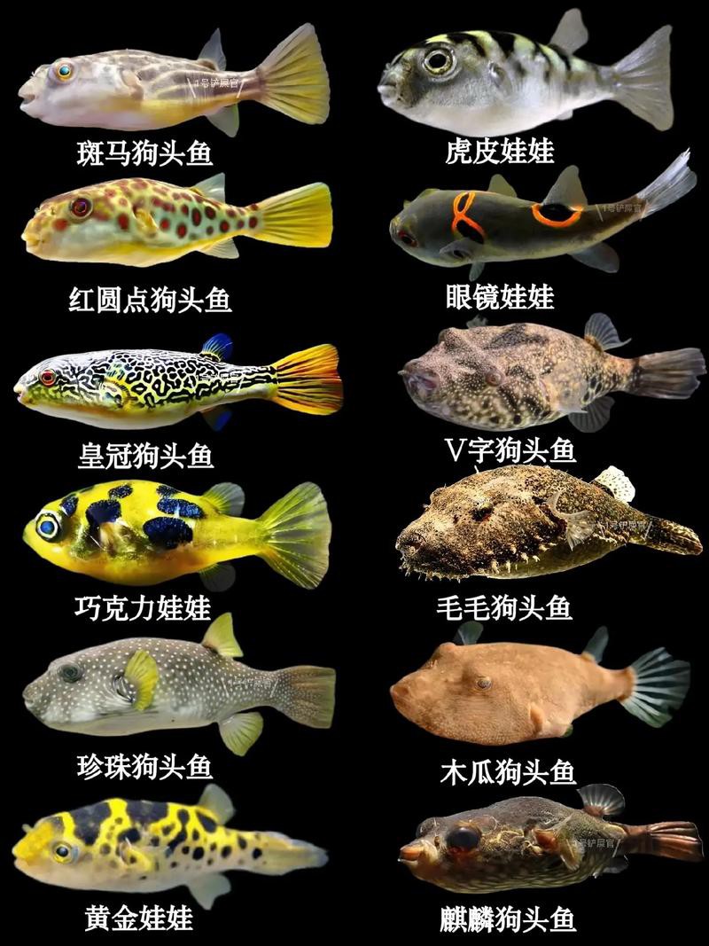 狗頭魚能跟龍魚混養(yǎng)嗎圖片大全