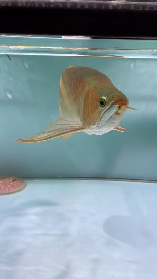 狗頭魚能跟龍魚混養(yǎng)嗎圖片大全