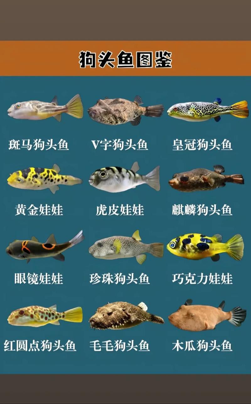 狗頭魚能跟龍魚混養(yǎng)嗎圖片大全