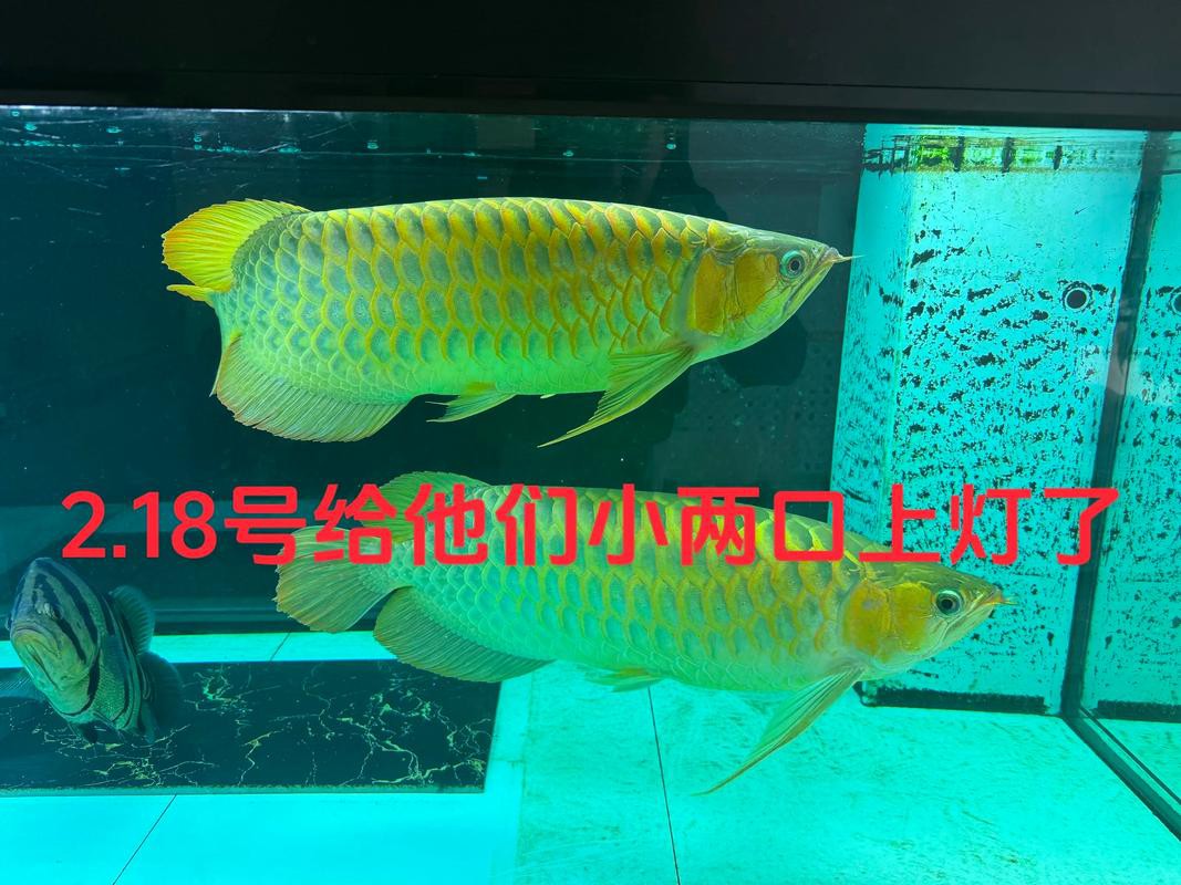 狗頭魚能跟龍魚混養(yǎng)嗎圖片大全