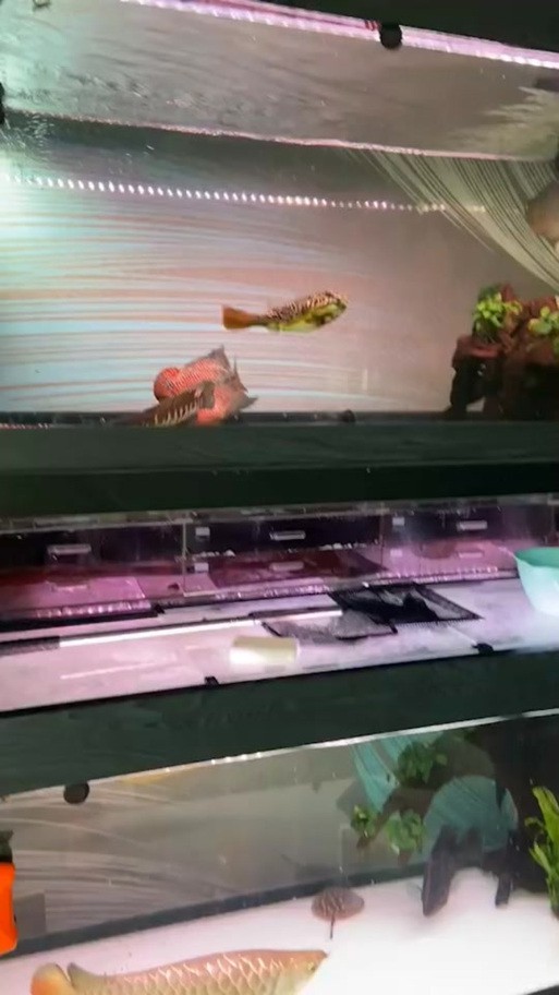 狗頭魚能跟龍魚混養(yǎng)嗎圖片大全