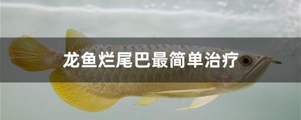龍魚尾巴下面那個鰭斷了怎么辦：龍魚尾巴下面的鰭如果不幸斷裂