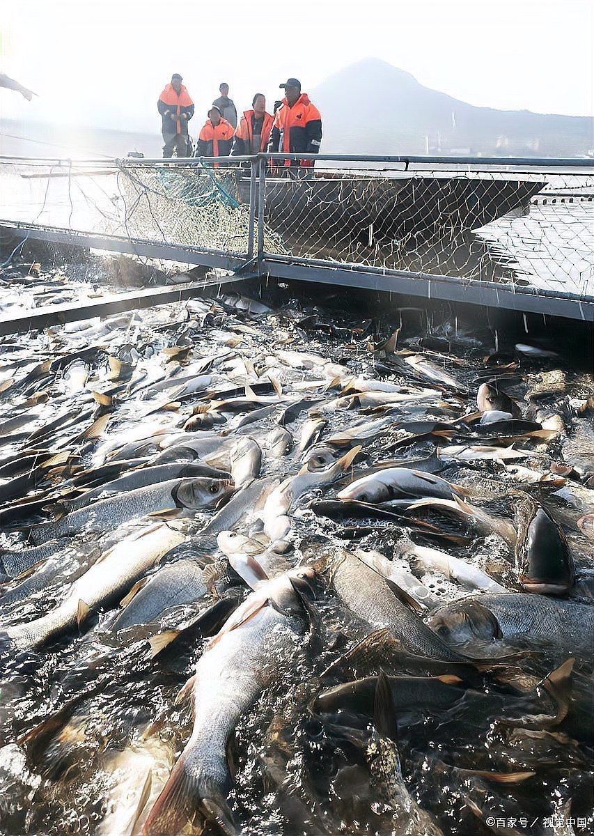 人工鱘魚多少錢一斤，2018年8月7日全國人工鱘魚市場價格分析與行業觀察