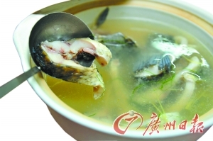 蘇門答臘虎魚真的長明嗎(蘇門答臘虎長什么樣)
