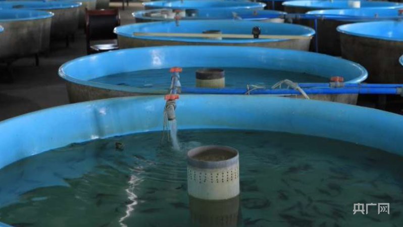 鞏留龍魚店，鞏留縣小文水族(鞏留縣小文水族館