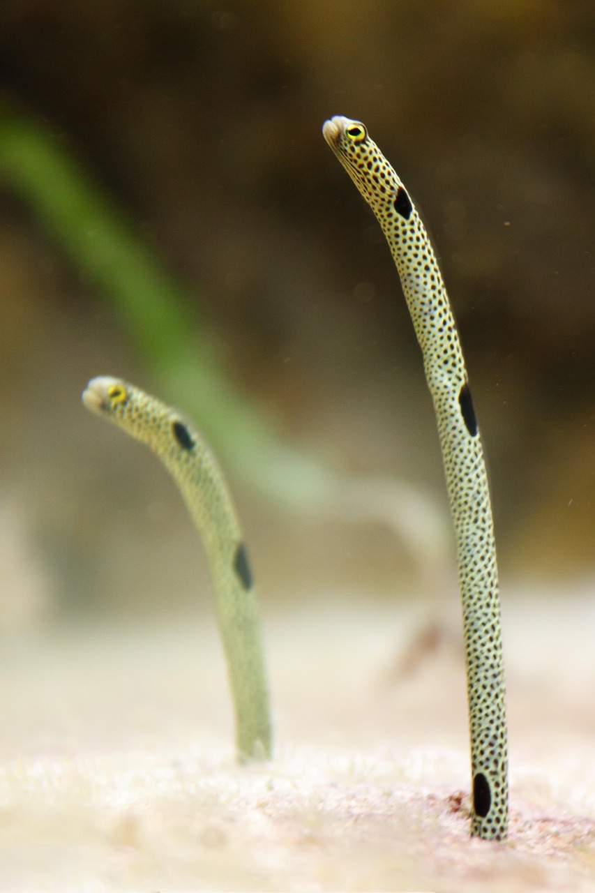 澳洲星點龍魚吃蛇(銀龍魚好還是澳洲星點龍好)
