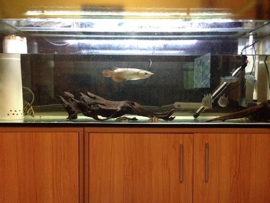 銀龍魚爛鱗怎么治療圖片視頻講解(銀龍魚爛鱗怎么治療圖片視頻講解一下)