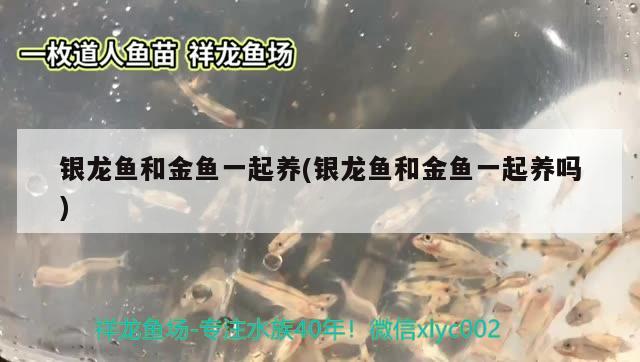 銀龍魚和金魚一起養(銀龍魚和金魚一起養嗎)