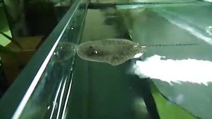 土霉素對銀龍魚的傷害大嗎(龍魚土霉素用法用量)