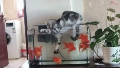 玻璃鋼魚(yú)缸壽命多長(zhǎng)啊：如何延長(zhǎng)玻璃鋼魚(yú)缸的使用壽命