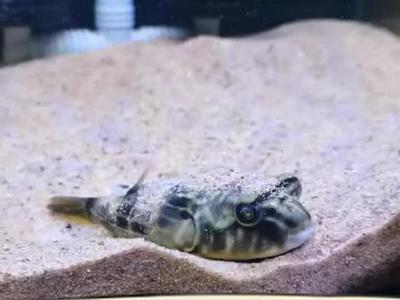 森森魚缸造景水草，森森仿真水草的養護技巧