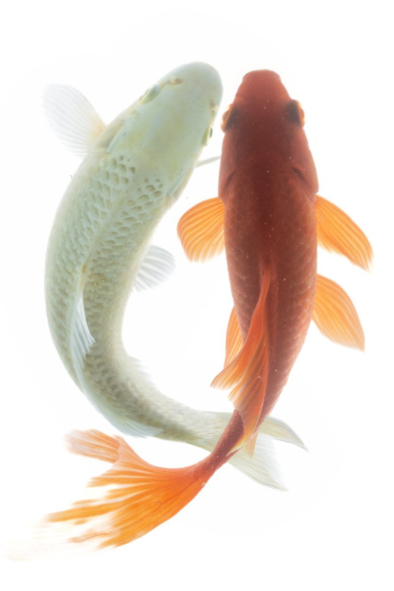 幾段紅白錦鯉最貴，《胡蘿卜紅白錦鯉需維持》