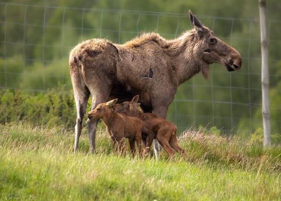 請教大家一下關于開燈欣賞虎魚的問題