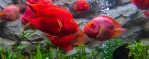 銀龍魚多少度水溫長得快(銀龍魚多少度水溫長得快些)