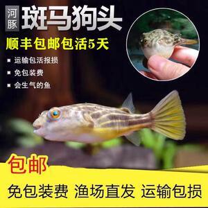 銀龍魚和什么魚混養(yǎng)好視頻播放(銀龍魚和什么魚混養(yǎng)好視頻播放圖片)