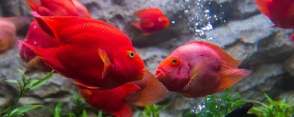 銀龍魚和什么魚混養好一點兒呢圖片(銀龍魚最好跟什么魚一起混養最好)