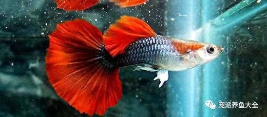 魚缸氧氣泵不出氧氣泵不出氧氣泵故障了：魚缸氧氣泵不出氧氣了怎么辦