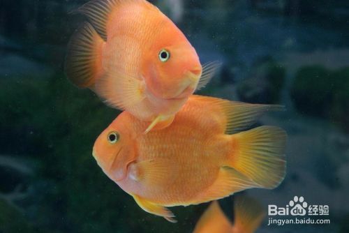 1.6米魚缸用多大的水泵