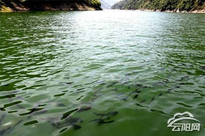 雷龍魚和虎皮魚混養（雷龍魚和虎魚可以混養嗎）