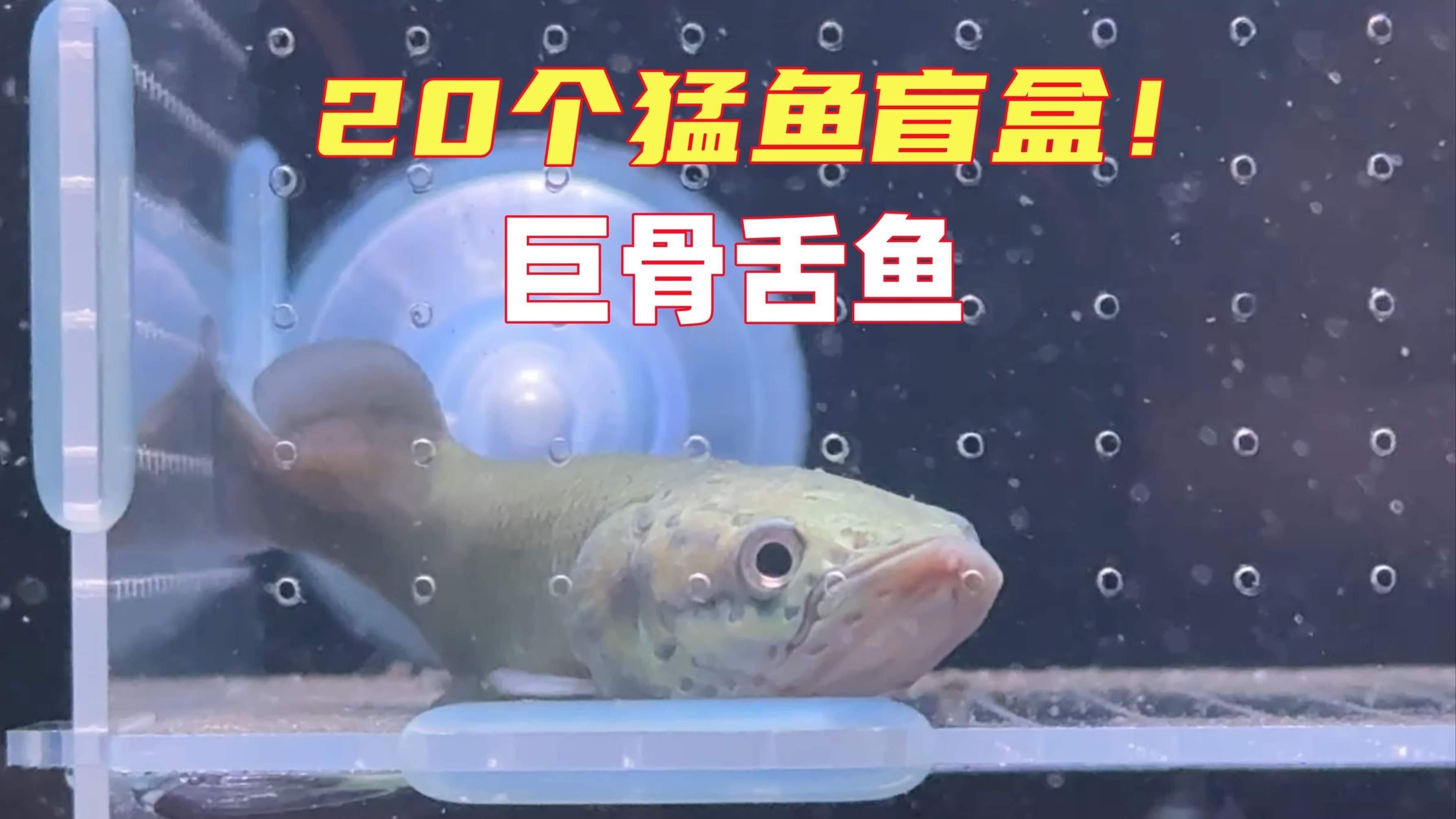 猛魚盲盒巨骨舌魚，嗶哩嗶哩網(wǎng)購買了猛魚盲盒，老板說能開出巨骨舌魚