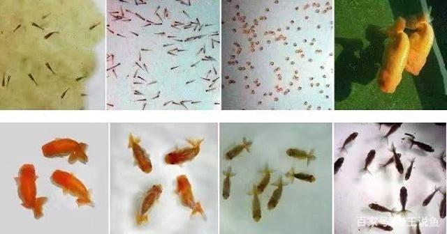 虎皮魚好養(yǎng)嗎要注意哪些方面的問(wèn)題(虎皮魚好養(yǎng)活嗎)