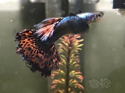 玻璃魚缸修復視頻：玻璃魚缸修復方法