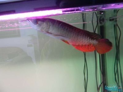 龍魚水霉病治療費(fèi)用大概多少