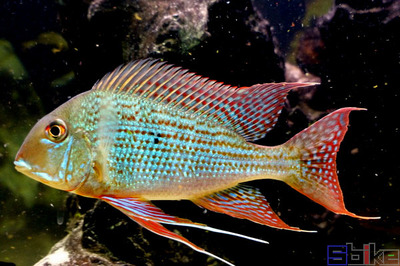 金龍魚虎魚混養怎么樣好養嗎（金龍魚虎魚混養怎么樣好養嗎視頻）