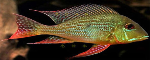 大型圓柱魚缸養什么魚好些：大型圓柱魚缸養魚建議