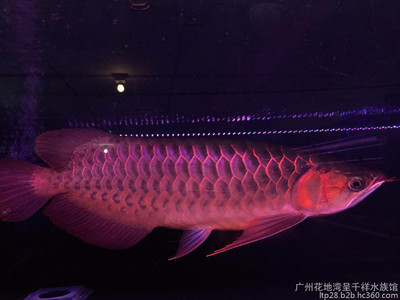 銀龍魚頻繁張嘴(銀龍魚頻繁張嘴怎么回事)