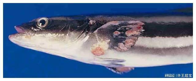 虎魚(yú)身上長(zhǎng)包