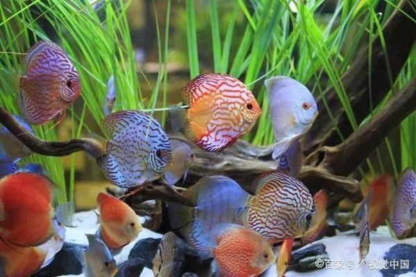 銀龍魚鰭爛了可以恢復原來的顏色嗎圖片(銀龍魚鰭發黑說說所有原因)