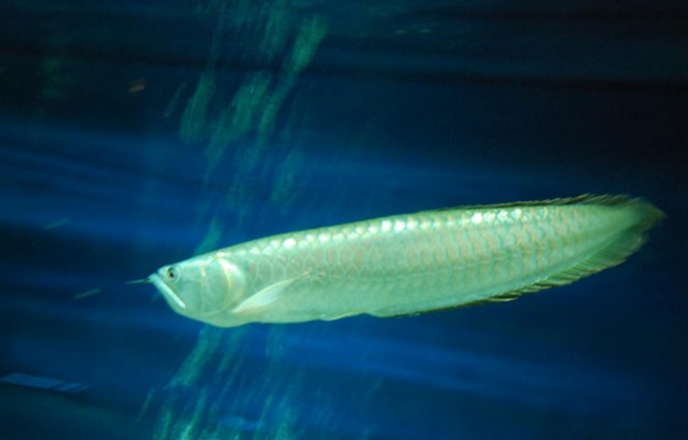 廣州定制魚缸尺寸選擇合適的魚缸尺寸是養(yǎng)魚成功的關(guān)鍵之一：如何在廣州定制魚缸