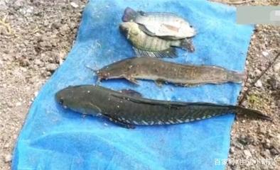 熱帶魚銀龍魚怎么養好(熱帶觀賞魚銀龍)