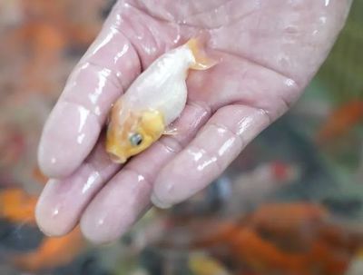 龍魚與虎魚混養打架有什么妙招