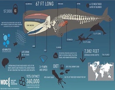 側濾魚缸改造底濾：側濾魚缸改造底濾的基本步驟和注意事項