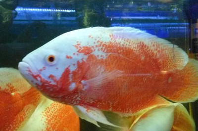 漢霸魚缸用戶評價：漢霸魚缸在用戶中的口碑如何？