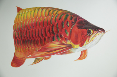 1.2米魚缸需要多大氧氣泵：1.2米的魚缸需要多大氧氣泵