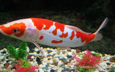 玻璃瓶魚缸插什么花好看