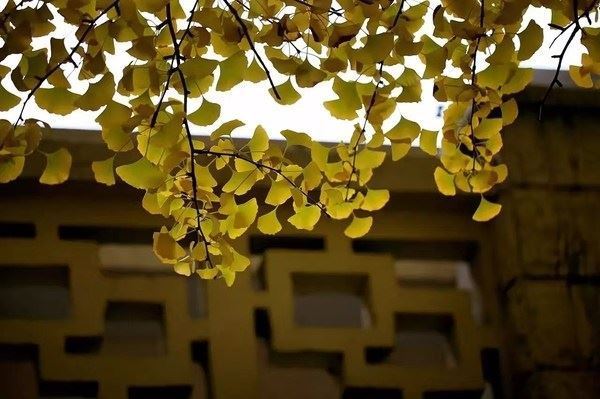 紅龍魚銀龍魚混養(yǎng)(紅龍魚金龍魚混養(yǎng))