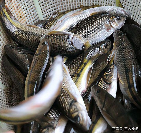 類似泥鰍的一種魚叫什么魚，三農小毛,長得像泥鰍,背上有“刀”而遭人嫌棄,如今卻賣百元1斤